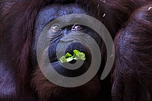 Orangutan monkey close up portrait while eating