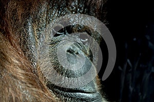 Orangutan monkey close up portrait