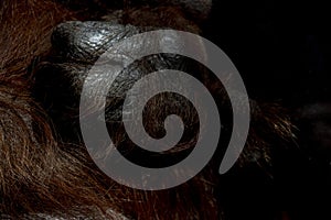 Orangutan monkey hand close up