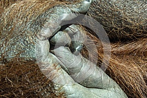 Orangutan monkey hand close up