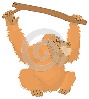 orangutan monkey hang climb tree animal vector illustration transparent background