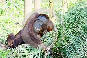 Orangutan mother