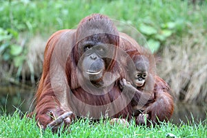 Orangutan mother with baby