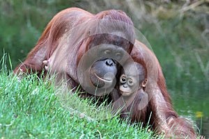 Orangutan mother with baby