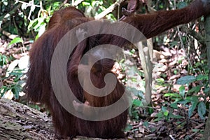 Orangutan mother and baby