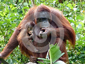 Orangutan mother & baby photo