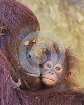 Orangutan - Mother and Baby photo