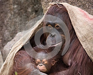 Orangutan - Mother and Baby 'Proud'