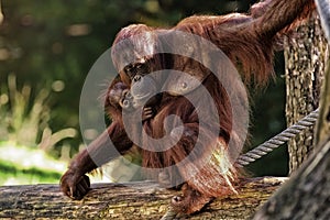 Orangutan MOther with Child