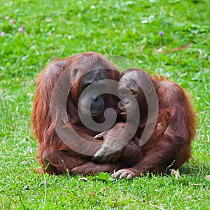 Orangutan mother and child