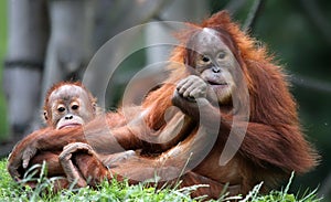 Orangutan Mother and child