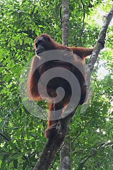 Orangutan Mother climbing