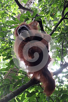 Orangutan Mother climbing
