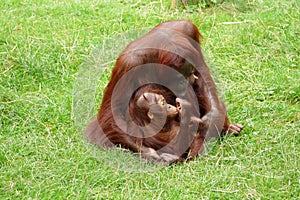 Orangutan mother with little child