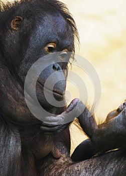 Orangutan mother lulls baby