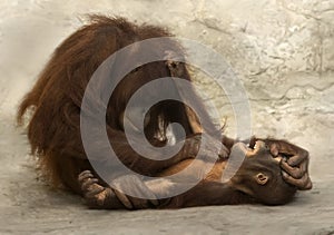 Orangutan Mother Tickles Infant