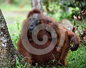 The orangutan Mum with a cub