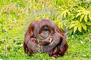 Orangutan munching on some bamboo. Auckland Zoo, Auckland, New Zealand