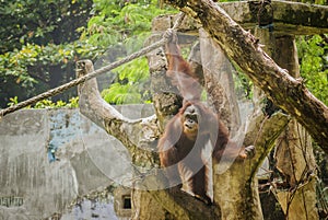 The Orangutan, one of great apes native to Indonesia and Malaysia