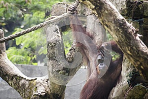 The Orangutan, one of great apes native to Indonesia and Malaysia