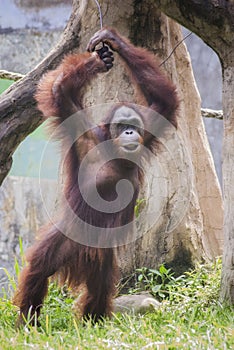 The Orangutan, one of great apes native to Indonesia and Malaysia