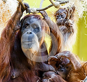 Orangutan Orang Utan