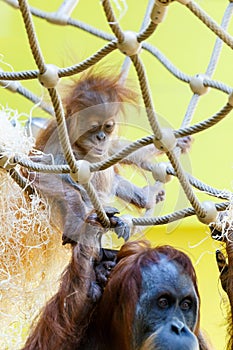 Orangutan Orang Utan