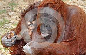 Orangutan Orang Utan photo