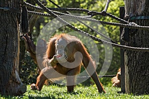Orangutan, orang-utan, orangutang, orang-utang, the most intelligent primate