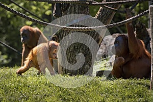 Orangutan, orang-utan, orangutang, orang-utang, the most intelligent primate. Orangutan family
