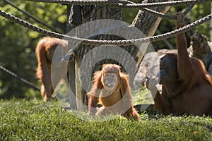 Orangutan, orang-utan, orangutang, orang-utang, the most intelligent primate. Wildlife animals. Orangutan family in outdoor