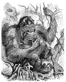 Orangutan Orang-Utan Simia satyrus / Antique engraved illustration from Brockhaus Konversations-Lexikon 1908 photo