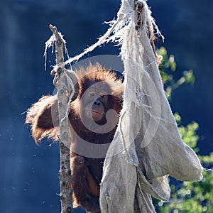 Orangutan