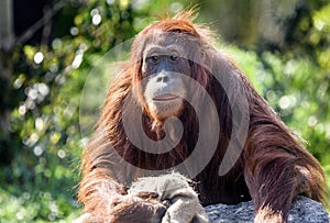 Orangutan