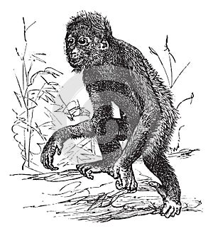 Orangutan or Pithecus satyrus, vintage engraving