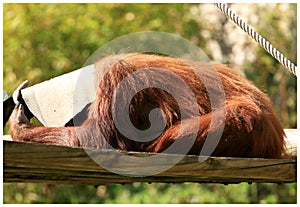 Orangutan playing hide and seek