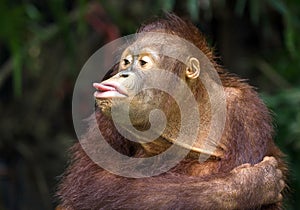 Orangutan playing with tongue.