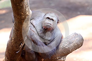 an orangutan playing on a tree branch in the morning in a zoo yard