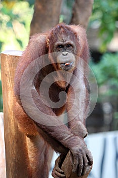 an orangutan playing on a tree branch in the morning in a zoo yard