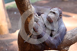 an orangutan playing on a tree branch in the morning in a zoo yard