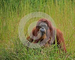 Orangutan (Pongo pygmaeus)