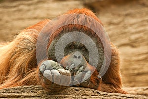 Orangutan (Pongo pygmaeus) photo