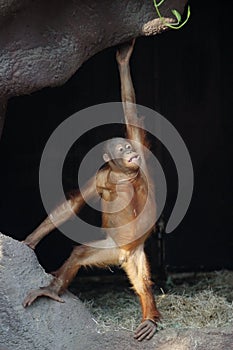 Orangutan, Pongo pygmaeus abelii photo