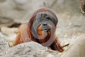 Orangutan, Pongo pygmaeus abelii photo