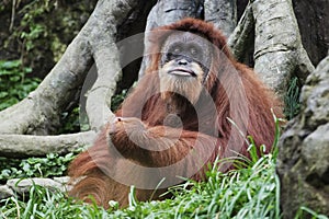 Orangutan (Pongo pygmaeus), Borneo, Indonesia