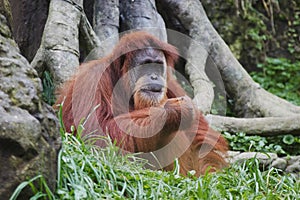Orangutan (Pongo pygmaeus), Borneo, Indonesia photo