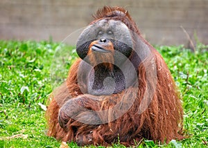 Orangutan (Pongo pygmaeus) Outdoors