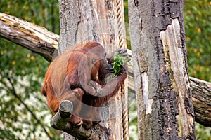 Orangutan (Pongo pygmaeus) Outdoors