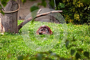 Orangutan (Pongo pygmaeus) Outdoors