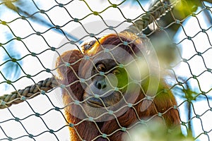 Orangutan (Pongo pygmaeus) Outdoors